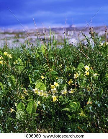 Stock Image - Wild Flowers, Primroses. Fotosearch