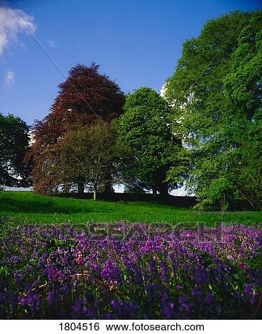 Wild Garden, Tullynally Castle, Co Westmeath, Ireland View Large Photo Image Stock Photograph - Wild Garden, Tullynally Castle, Co Westmeath, Ireland. Fotosearch