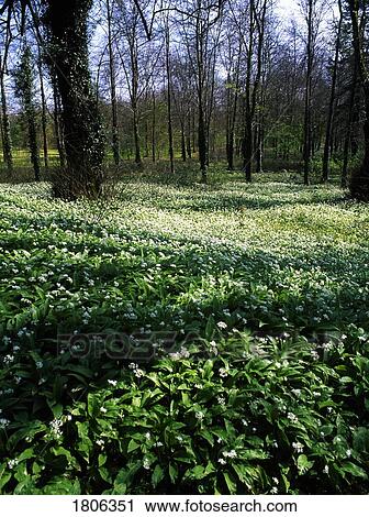 Stock Image - Wild garlic in a wood, Co Clare, Ireland. Fotosearch