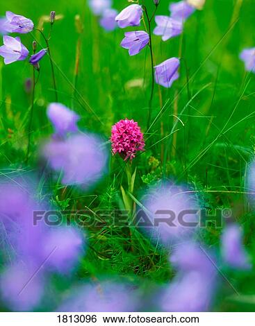 Wild orchid and Harebells View Large Photo Image Stock Photograph - Wild orchid and Harebells. Fotosearch