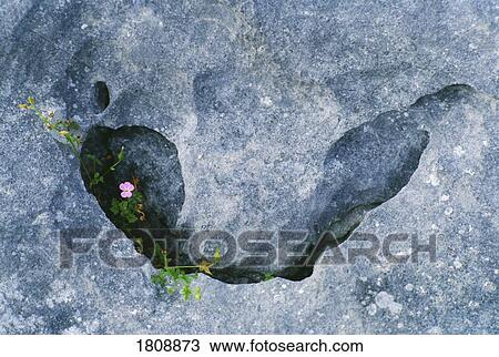 Stock Image - Wildflowers growing from a rock. Fotosearch