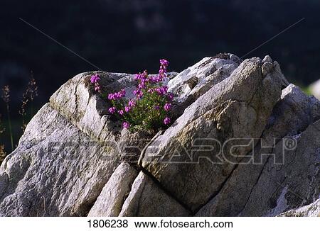 Wildflowers, Heather, Ireland View Large Photo Image Stock Photo - Wildflowers, Heather, Ireland. Fotosearch