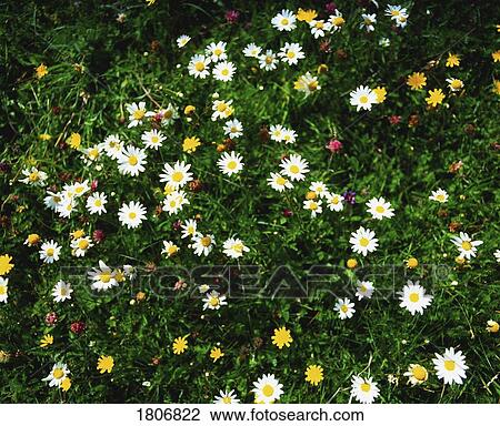 Stock Image - Wildflowers. Fotosearch