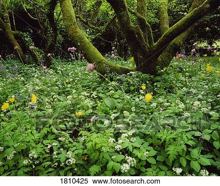 Wildflowers under an apple tree View Large Photo Image Stock Photography - Wildflowers under an apple tree. Fotosearch
