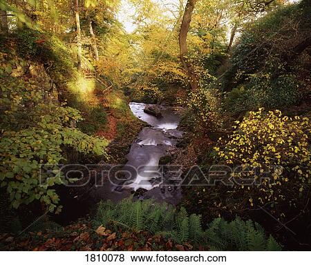 Stock Photo - Woods in Autumn, Glenarm, Co Antrim, Ireland. Fotosearch
