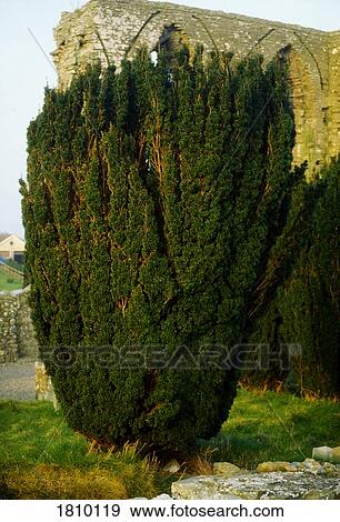 Yew trees View Large Photo Image Stock Photo - Yew trees. Fotosearch