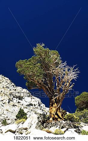 Stock Image - Yosemite National Park, Sierra Nevada, California, USA. Fotosearch