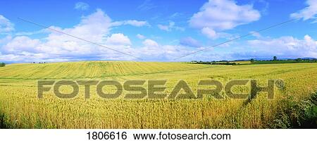 Young Wheat, Ireland View Large Photo Image Stock Photograph - Young Wheat, Ireland. Fotosearch