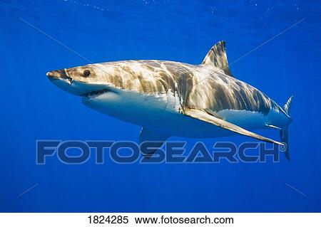 大きく 白い 鮫 離れて Guadalupe 島 メキシコ ストックフォト 写真素材 Fotosearch