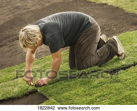 Stock Image - A man laying sod. Fotosearch
