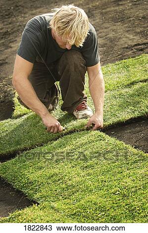 Stock Image - A man laying sod. Fotosearch
