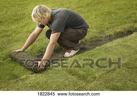 Stock Photography - A man laying sod. Fotosearch