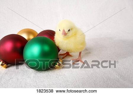 Baby chick and Christmas ornaments View Large Photo Image Stock Photo - Baby chick and Christmas ornaments. Fotosearch