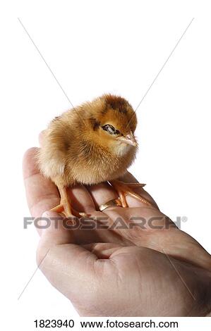 Baby chick sitting on a hand View Large Photo Image Stock Image - Baby chick sitting on a hand. Fotosearch