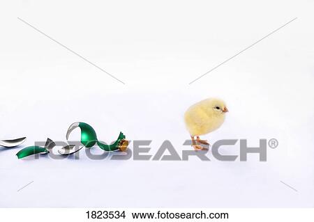 Baby chick with broken glass ball View Large Photo Image Picture - Baby chick with broken glass ball. Fotosearch