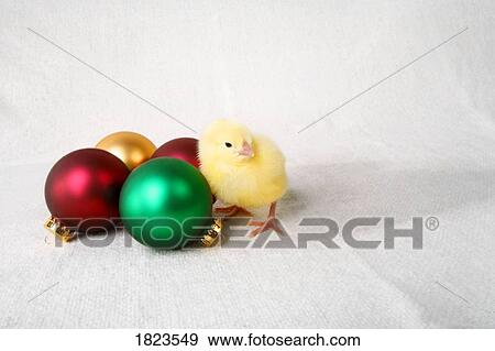 Baby chick with christmas decorations View Large Photo Image Stock Photo - Baby chick with christmas decorations. Fotosearch
