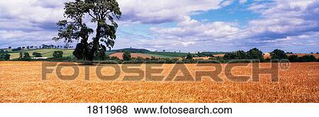 Stock Photo - Barley field, Co Down, Ireland. Fotosearch