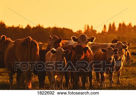 Stock Image - Beef cattle, Alberta, Canada. Fotosearch