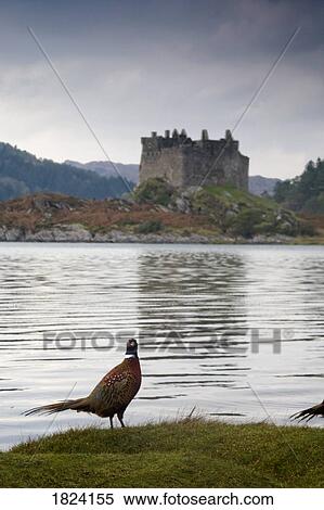 Bird in front of Castle Tioram, Scotland View Large Photo Image Stock Photography - Bird in front of Castle Tioram, Scotland. Fotosearch