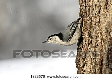 Stock Photograph - Bird on the side of a tree. Fotosearch
