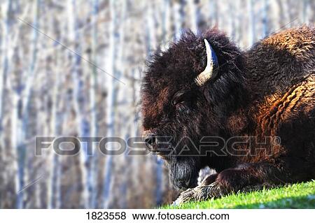 Bison View Large Photo Image Stock Photo - Bison. Fotosearch