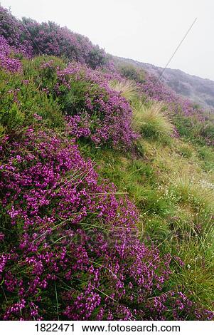 Blooming heather, North York Moors National Park, England View Large Photo Image Stock Image - Blooming heather, North York Moors National Park, England. Fotosearch