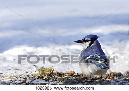 Blue jay in the snow View Large Photo Image Stock Photography - Blue jay in the snow. Fotosearch