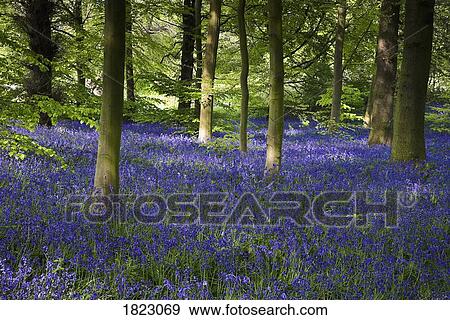 Bluebell Woods View Large Photo Image Stock Photo - Bluebell Woods. Fotosearch