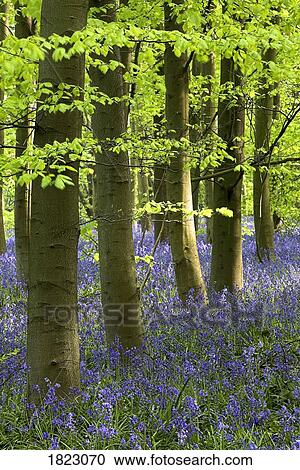 Bluebells in woods View Large Photo Image Stock Image - Bluebells in woods. Fotosearch
