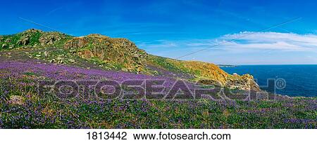 Stock Image - Bluebells, Saltee Islands, Co Wexford, Ireland. Fotosearch