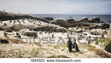 Stock Image - Boulders Beach, South Africa. Fotosearch