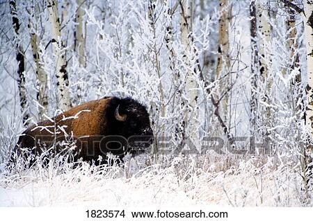 Buffalo in the snow View Large Photo Image Picture - Buffalo in the snow. Fotosearch