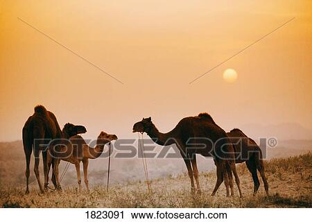 Stock Image - Camels at the Pushkar Camel Fair, India . Fotosearch
