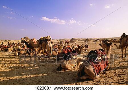 Stock Photo - Camels, Thar Desert near Jaisalmer, India . Fotosearch