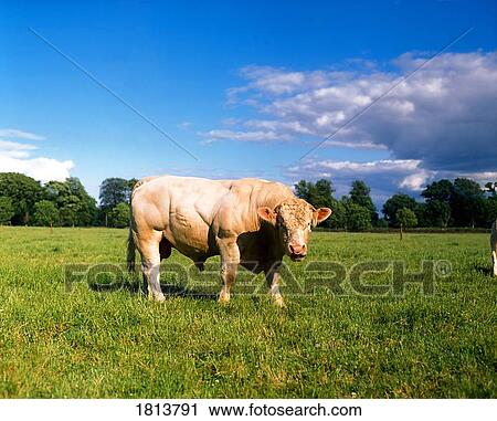 Charolais bull in field, Ireland View Large Photo Image Stock Image - Charolais bull in field, Ireland. Fotosearch