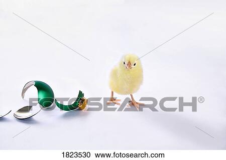 Stock Image - Chick beside broken Christmas ornament. Fotosearch