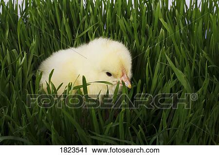 Chick in grass View Large Photo Image Stock Image - Chick in grass. Fotosearch