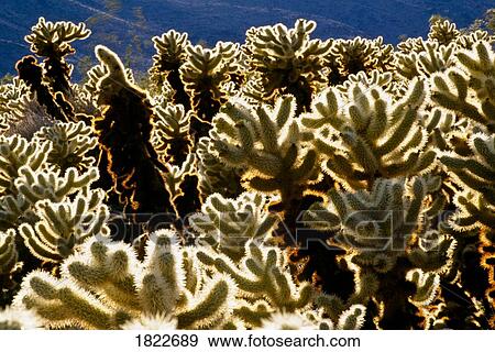 Cholla cactus View Large Photo Image Stock Photo - Cholla cactus. Fotosearch
