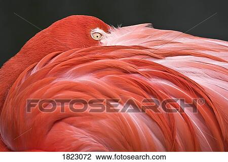 Close up of a flamingo resting its head on its back View Large Photo Image Stock Image - Close up of a flamingo resting its head on its back . Fotosearch