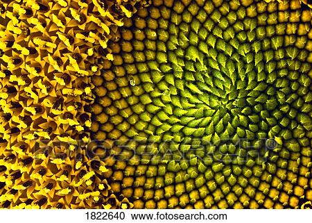 Close up of a sunflower View Large Photo Image Stock Image - Close up of a sunflower. Fotosearch