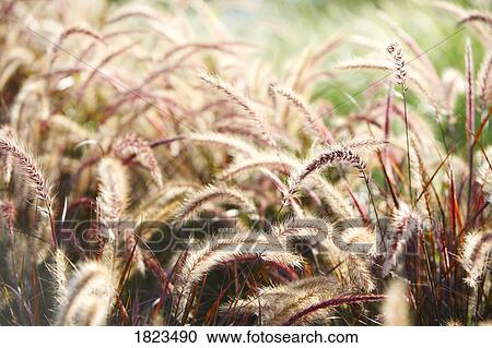 Stock Image - Close up of grass seeds. Fotosearch