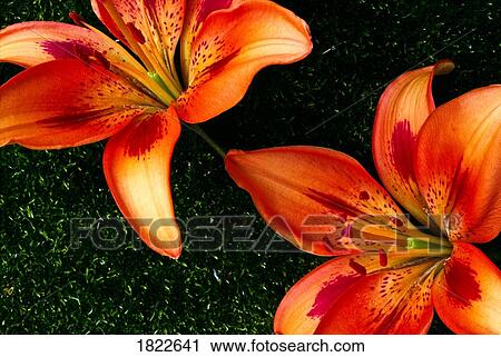 Close up of lilies View Large Photo Image Stock Image - Close up of lilies. Fotosearch