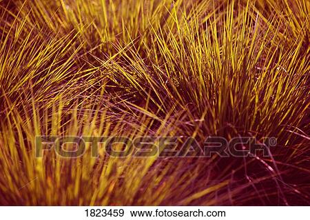 Close up of yellow grass View Large Photo Image Stock Photo - Close up of yellow grass. Fotosearch