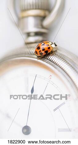 Closeup of a ladybug on a stopwatch View Large Photo Image Stock Image - Closeup of a ladybug on a stopwatch. Fotosearch