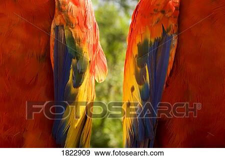 Closeup of a pair of colorful birds View Large Photo Image Stock Photo - Closeup of a pair of colorful birds. Fotosearch