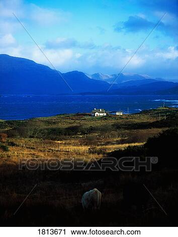 Cottage near Renvyle, Connemara, Co Galway, Ireland View Large Photo Image Stock Image - Cottage near Renvyle, Connemara, Co Galway, Ireland. Fotosearch