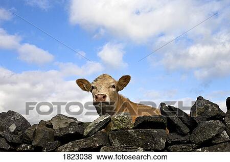 Cow looking over rocks View Large Photo Image Stock Photo - Cow looking over rocks . Fotosearch