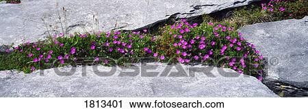 Stock Image - Cranesbill in limestone pavement, The Burren, Co Clare, Ireland. Fotosearch