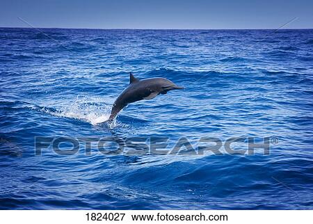 Stock Photo - Dolphin jumping in the ocean. Fotosearch