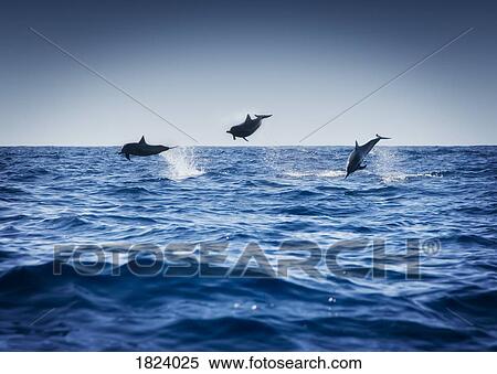 Dolphins playing in the ocean View Large Photo Image Stock Photography - Dolphins playing in the ocean. Fotosearch